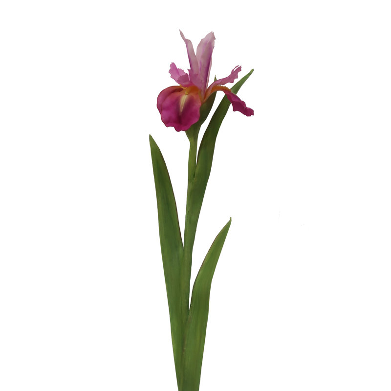 DUTCH IRIS STEM