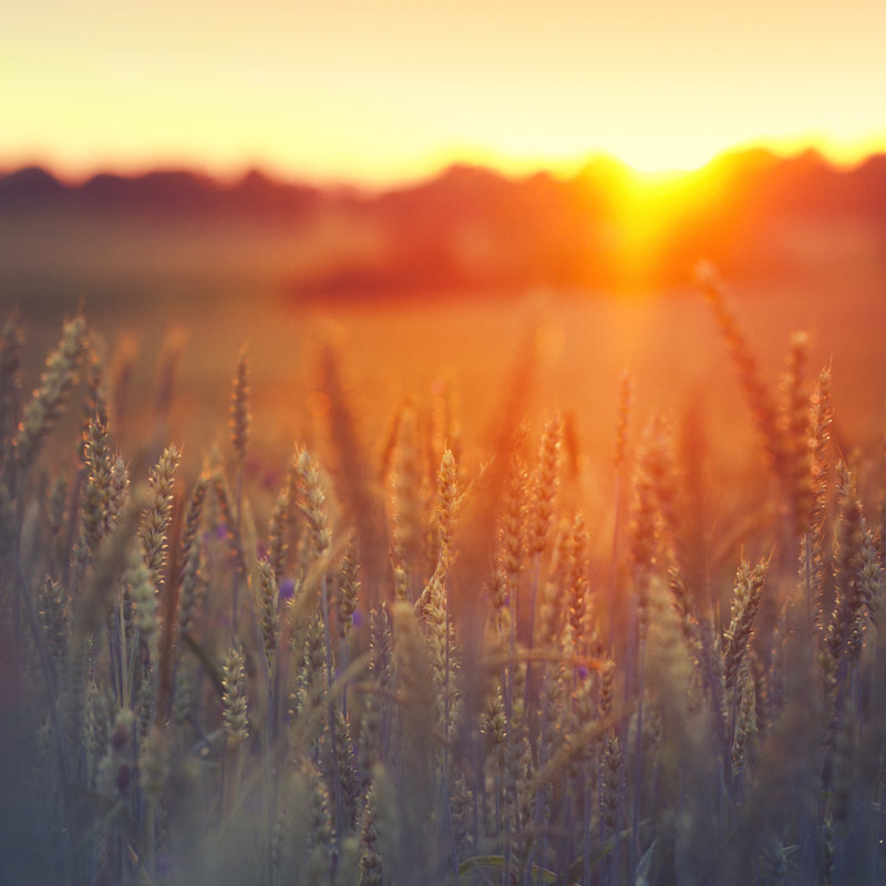 Sunset on Grainfield by Rike_, 20" H x 20" W
