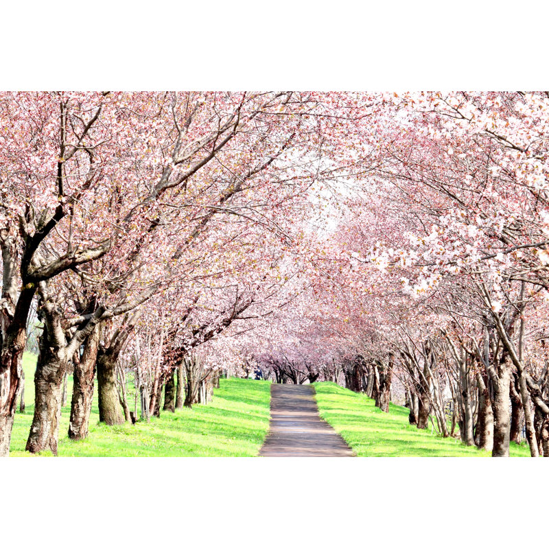 Cherry Tunnel - Wrapped Canvas Print, 61cm H x 91cm W x 3.8cm D