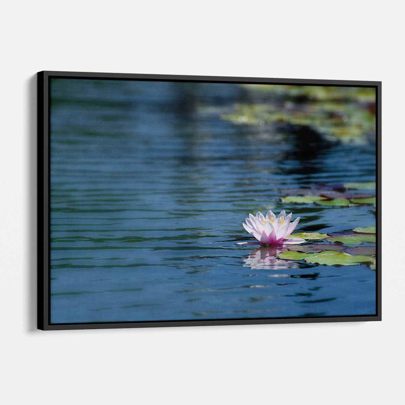 Oldany " Blue Lotus ", 12" H x 16" W, Black Floater Framed