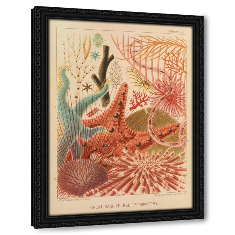 Great Barrier Reef Echinoderms (1893), 18" H x 14" W