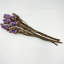 Bundle of 4 Dried Preserved Myosotis Forget-Me-Nots Bouquets 21"-111078520