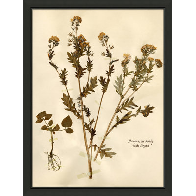 Pressed Botanical " Pressed Botanical 28 "