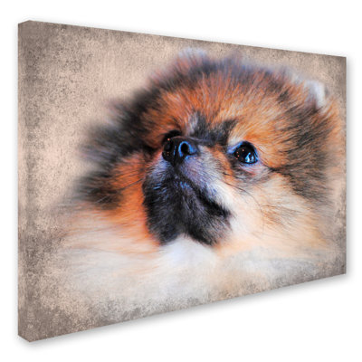 'Pomeranian Portrait' Graphic Art Print on Wrapped Canvas