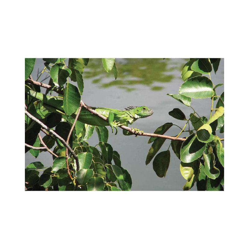 Young Iguana by Brian Wolf - Wrapped Canvas Print, 45.72cm H x 66.04cm W x 1.91cm D