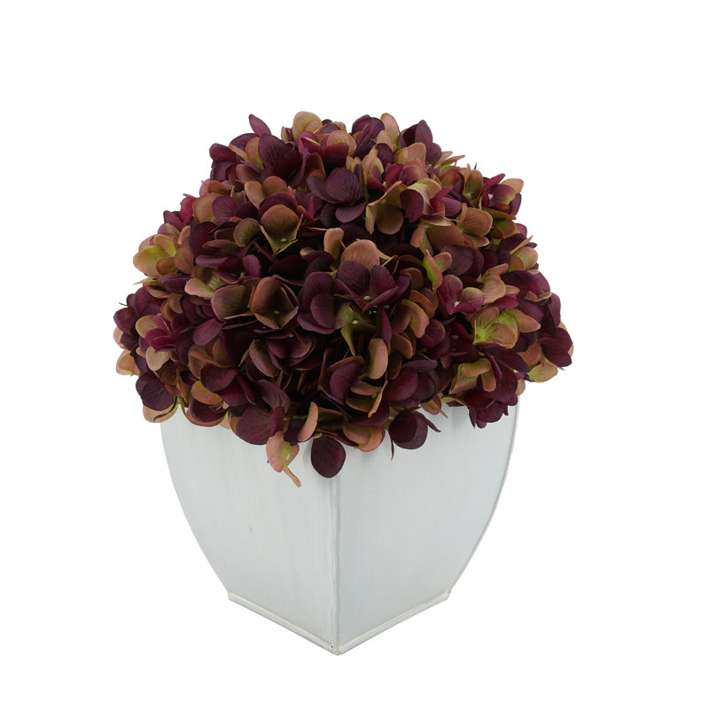 Arrangements floraux d'hortensias en pot, Prune