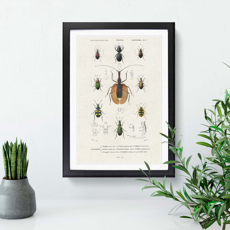 Beetle Illustrations PL.2 by Charles D'Orbigny - Single Picture Frame Print, 45cm H x 33cm W x 2cm D, Black Framed