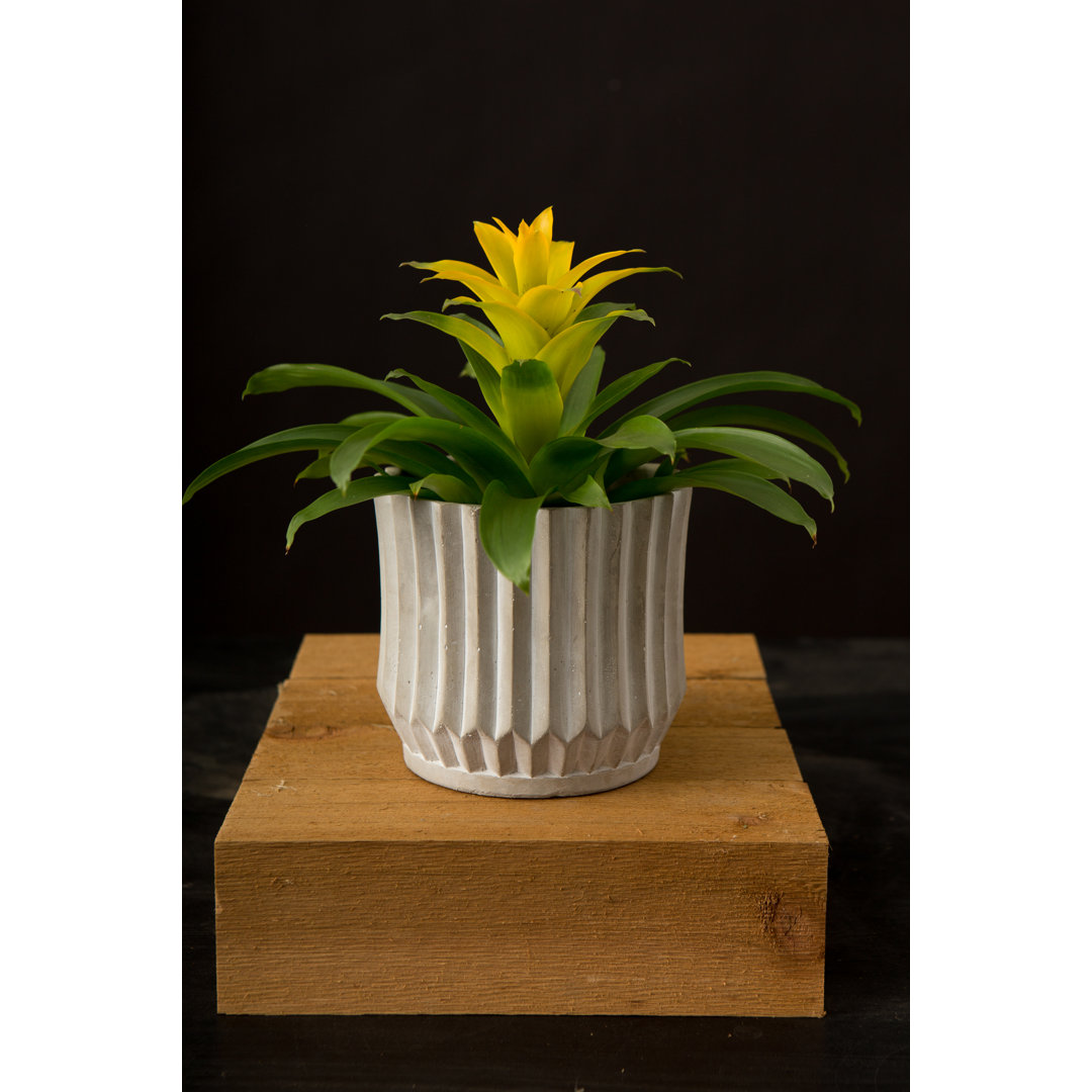 5.5 in. Empire Planter Jackson Pottery