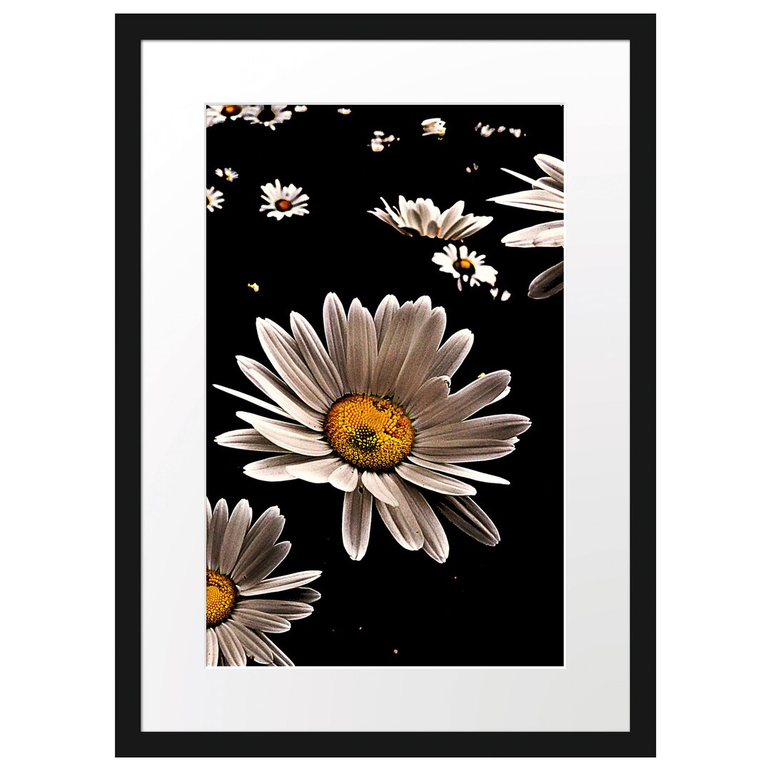 Gerahmtes Poster Dark Margeriten Blüten