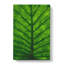 Green Leaf Lines - Wrapped Canvas-56667334