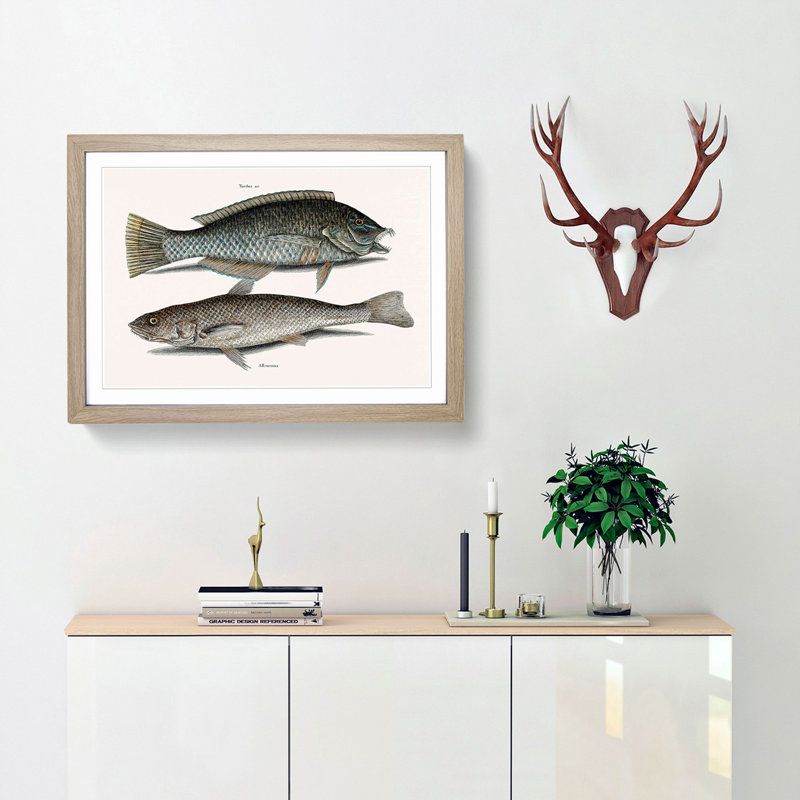 Puddingwife & Whiting Fish by Mark Catesby - Framed Print, Oak, 35cm H x 50cm W x 2cm D