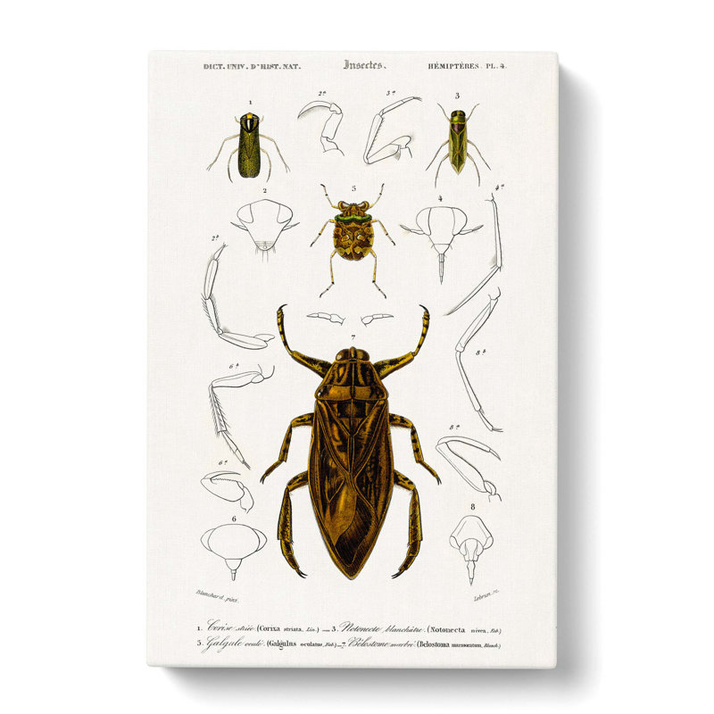 Beetle Illustrations PL. 4 by Charles D' Orbigny - Wrapped Canvas Painting, 76cm H x 50cm W x 3cm D
