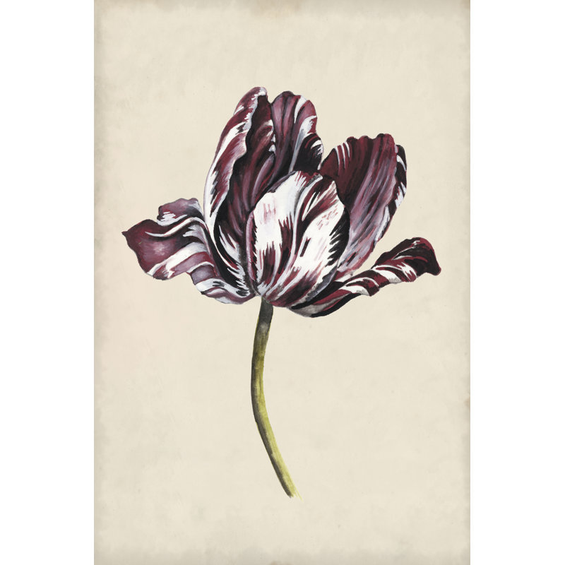 Antique Tulip Study I by Naomi McCavitt - Painting Print, 122cm H x 81cm W, Black Floater Framed