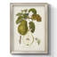 Vintage Pears - reproduction de cadre photo sur toile-977176055