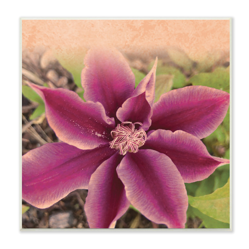 «Pink Clematis Flower Petals Blooming Sun Bleached Tones» par Tammy Apple - photographie sans cadre sur toile