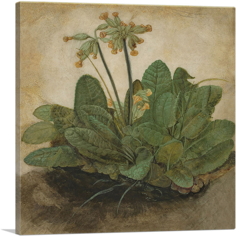 «Touft of Cowslips» par Albrecht Dürer, reproduction d'art sur toile tendue, H 36 po x l 36 po x P 0,75 po