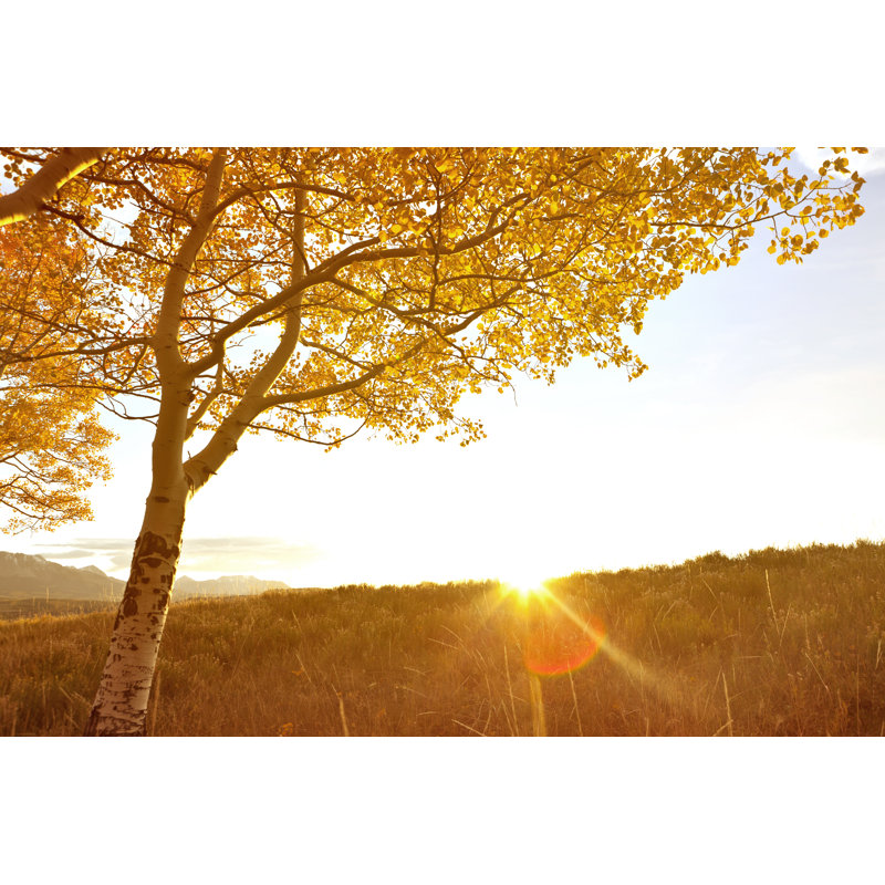 Fall Sunset - Wrapped Canvas Print, 61cm H x 91cm W x 3.8cm D