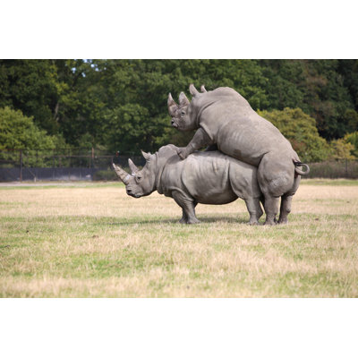 Rhinocero by Sohl
