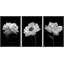 "Flower Blossom" noir et blanc coquelicot et œillet, nature morte, impression sur toile, 3 pièces-91259818-91259819
