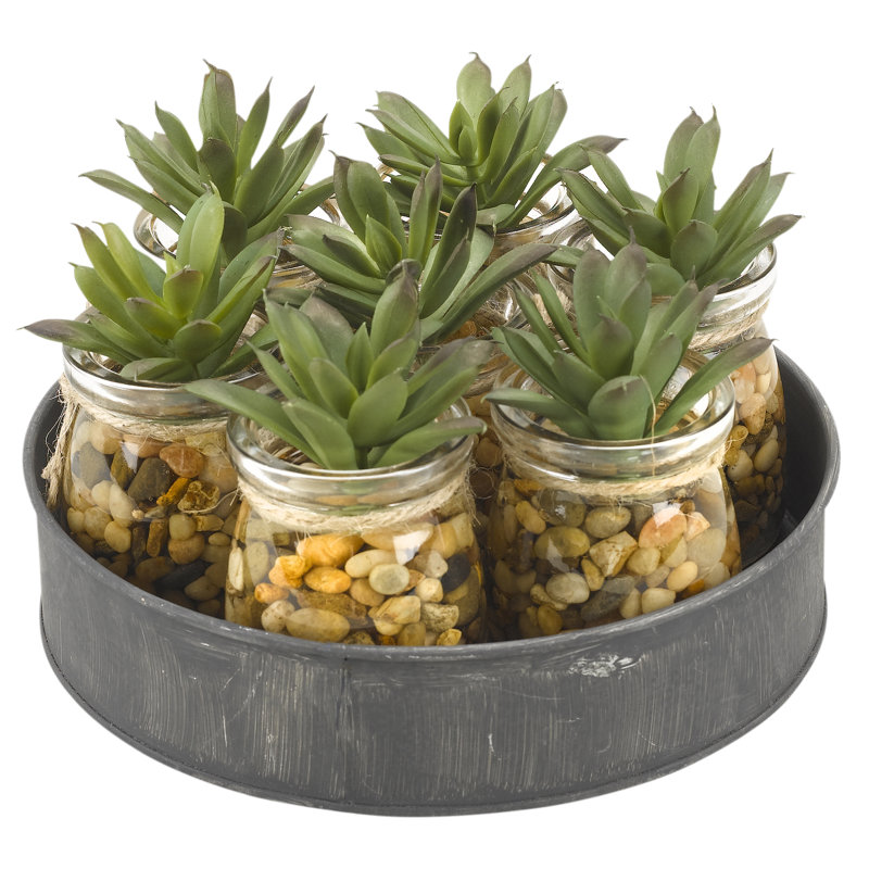 Mini pots en verre aloe sur une plante de feuillage en métal dans un ensemble de pots