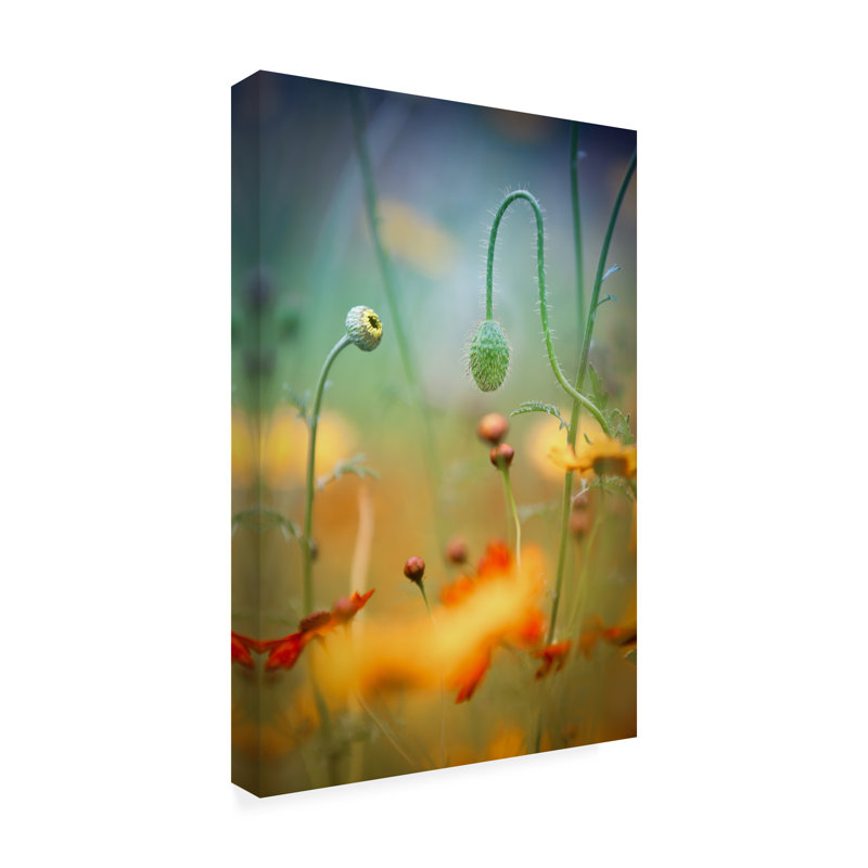 Champ de coquelicots sur toile, L 30 po x H 47 po