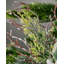 Fabric Berry Arrangement