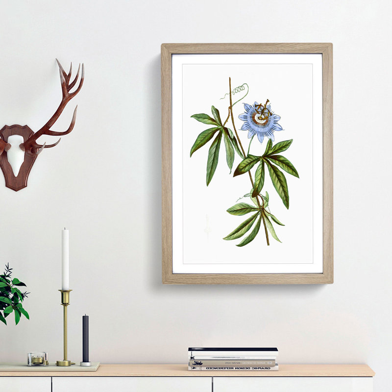 Blue Passionflower by Pierre-Joseph Redoute - Picture Frame Graphic Art Print, Oak Framed, 36cm H x 27cm W x 2cm D