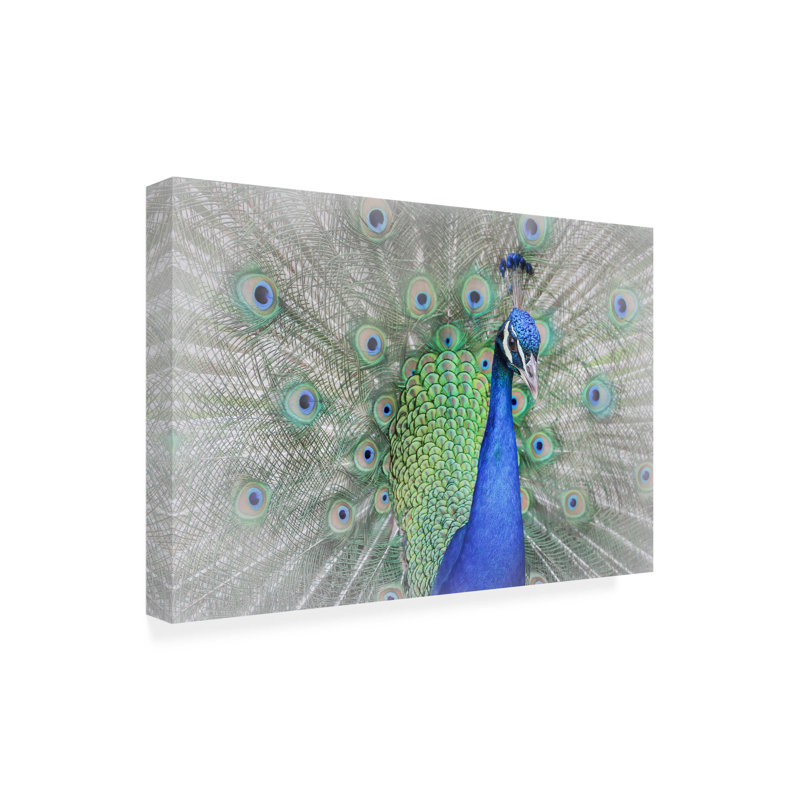 Art sur toile Yuzheng Ren Peacock, H 30 po x l 47 po x P 2 po