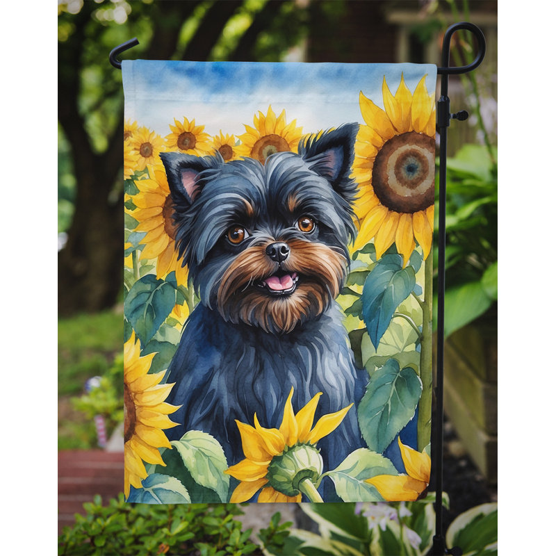 Lévrier irlandais dans le drapeau du jardin de tournesols, Affenpinscher