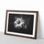 Geranium Flower - Picture Frame Graphic Art Print-56863164-56863165
