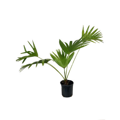 Chinese Fan Palm - Live Plant in a Growers Pot - Livistona Chinensis - Rare Ornamental Palms of Florida