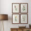Traditional Botanical I - Ensemble de 4 peintures encadrées-1560402230-1560402378