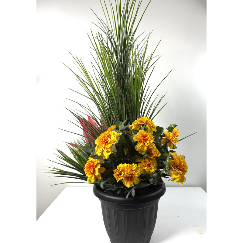 Marigold Medows en pot