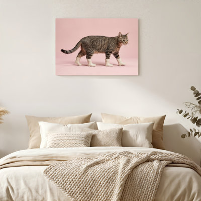 «Gallery Wrap», art mural sur toile pour le salon, la chambre à coucher, le bureau ou le vestibule - décoration murale décorative avec chat en chaussettes