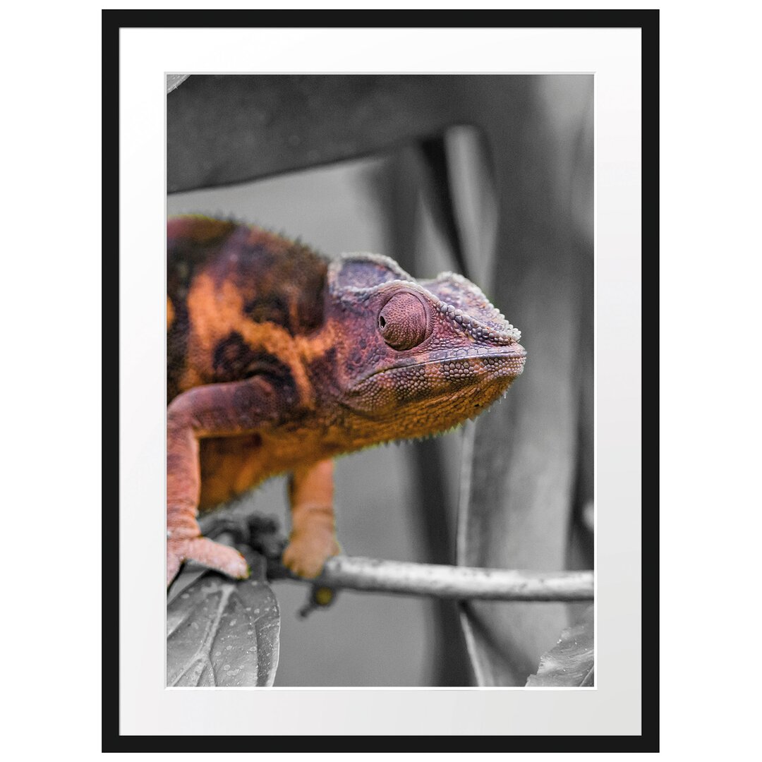 Gerahmter Fotodruck Chameleon auf Zweig