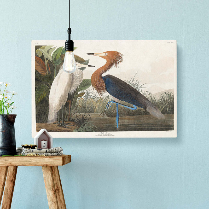 Purple Heron by John Audubon - Wrapped Canvas, 35cm H x 50cm W x 3cm D