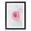 Lone Pink Rose - Framed Print-56852813-56852821