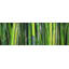 Bamboo Plant - Hyperrealist Office