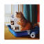 Kitty Throne by Lucia Heffernan - Print on Canvas-1671438237-1671438236