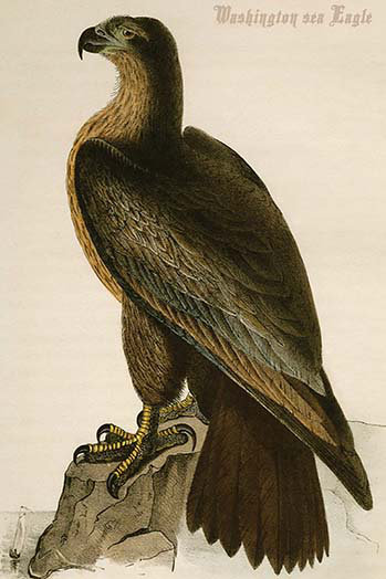 « washington sea eagle » par john audubon-impression, H 36 po x l 24 po x P 1,5 po