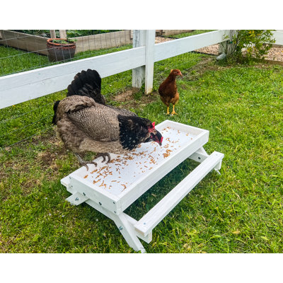 Rekan Chicken Toy