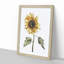 A Sunflower by Johan Teyler - Framed Print-55457774-55457772