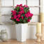 Bougainvillea Arrangement in Planter