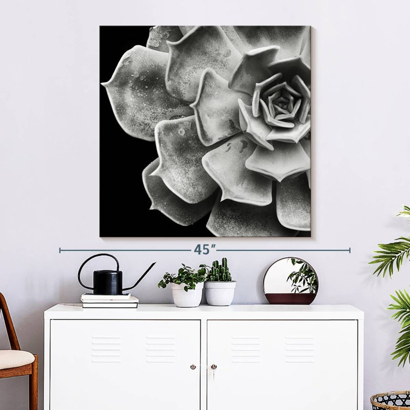 Echeveria, 33" H x 33" W