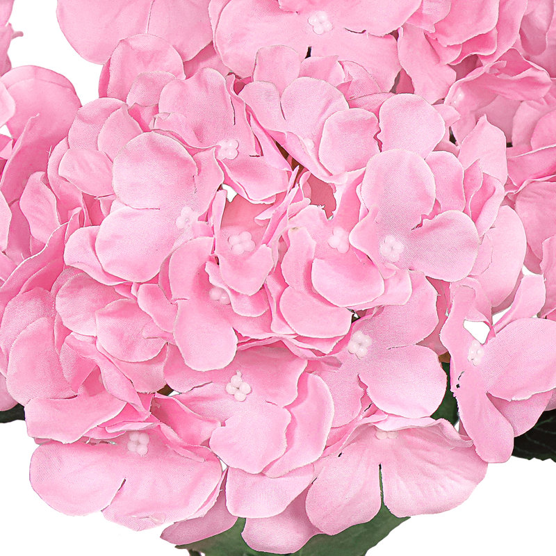 Hortensia de luxe, Rose
