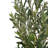 Ricky 71" Artificial Olive Tree With Pot & Adjustable Branches