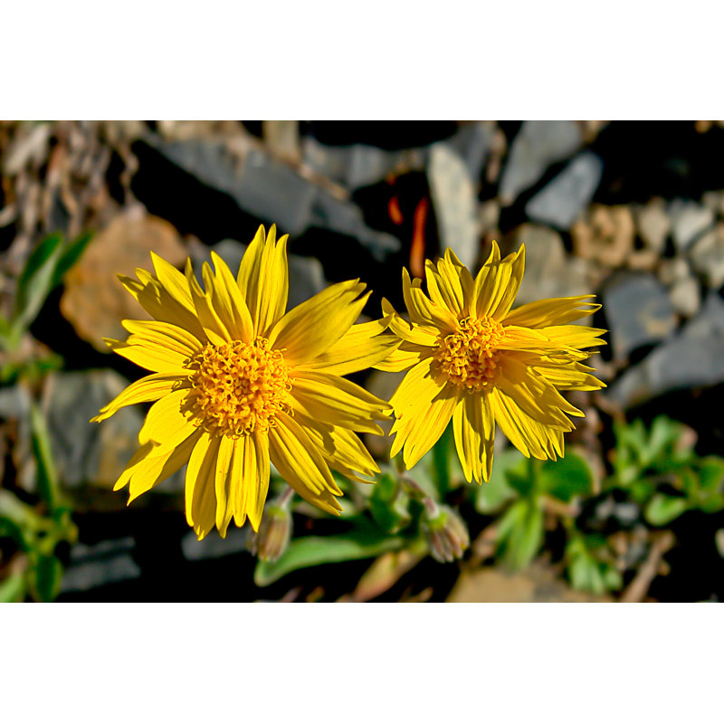 Toundra couverte de fleurs d'arnica de montagne. par Alexsid - Photographie sur toile tendue, H 24 po x l 36 po