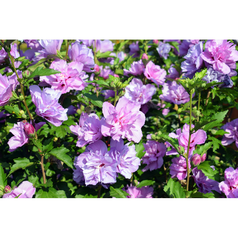 Flowering Of Hibiscus Syriacus by Eugene Shatilo - Wrapped Canvas Print, 20cm H x 30cm W x 3.8cm D
