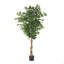 Ficus artificiel