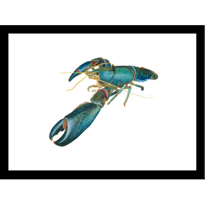 " Lobster II "